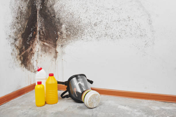 Best Residential Mold Removal  in Farngton, MI
