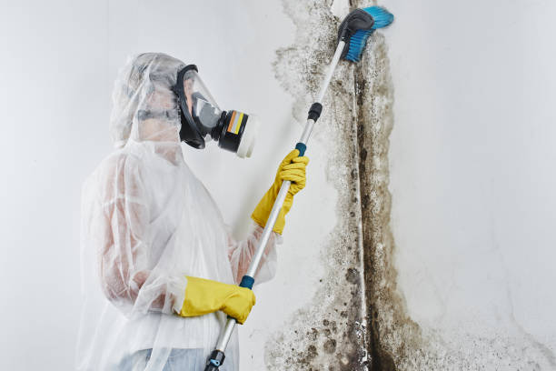 Best Residential Mold Removal  in Farngton, MI