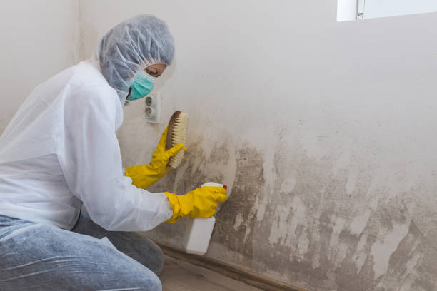 Certified Mold Removal in Farmington, MI