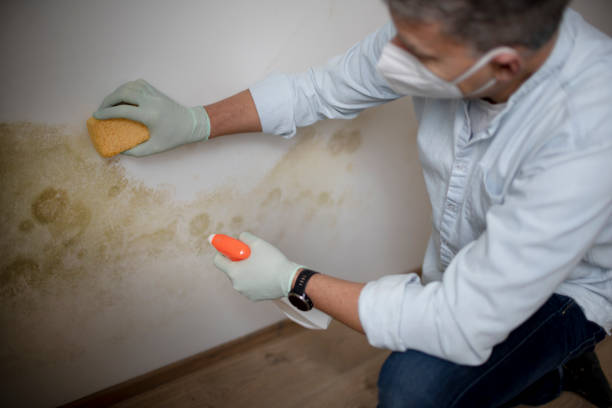 Best Black Mold Removal  in Farngton, MI