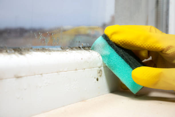 Best Commercial Mold Removal  in Farngton, MI