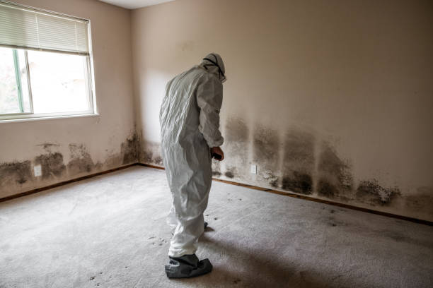 Professional Mold Removal in Farmington, MI