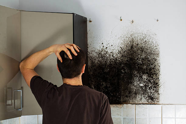 Best Mold Cleaning Services  in Farngton, MI